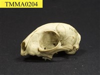 石虎頭骨藏品圖，第9張